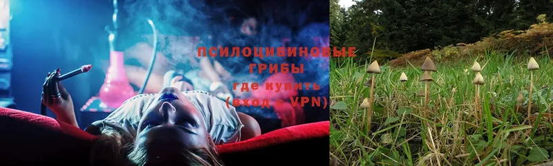 Галлюциногенные грибы Psilocybe  дарнет шоп  Билибино 